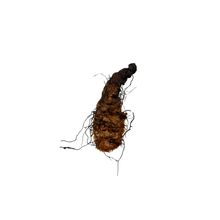 Load image into Gallery viewer, Lalita Root of Wealth
